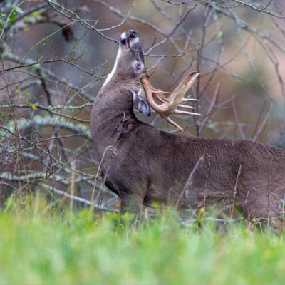 Spring Scouting for Whitetail